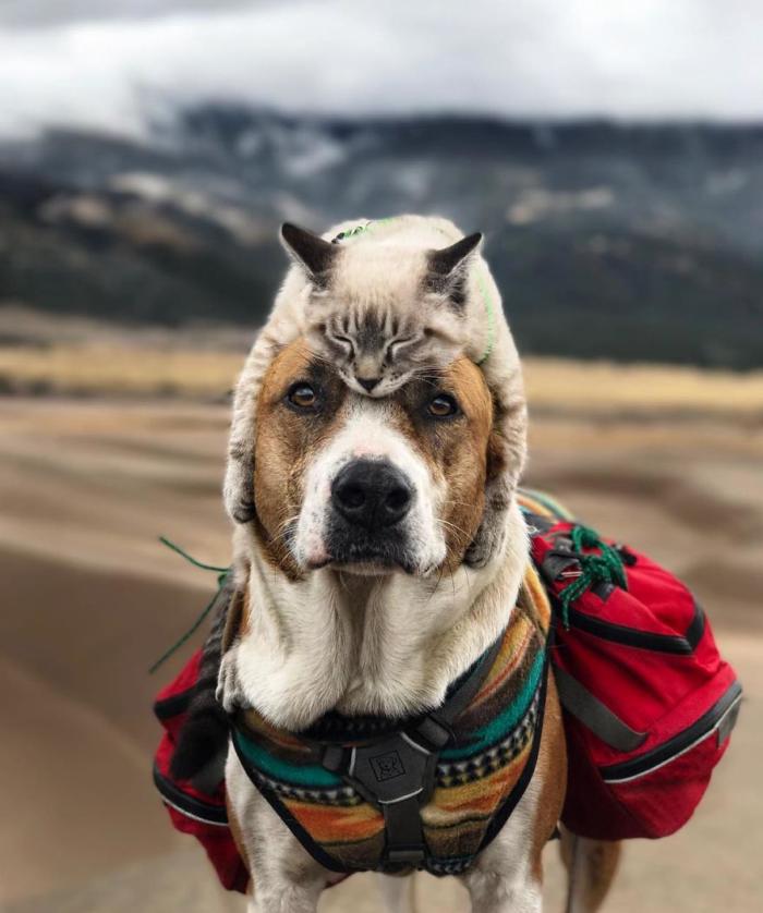 Кот и пес путешествуют вместе с хозяевами по Америке