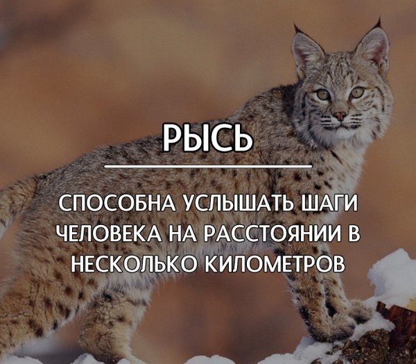 Факты, о которых вы не знали.