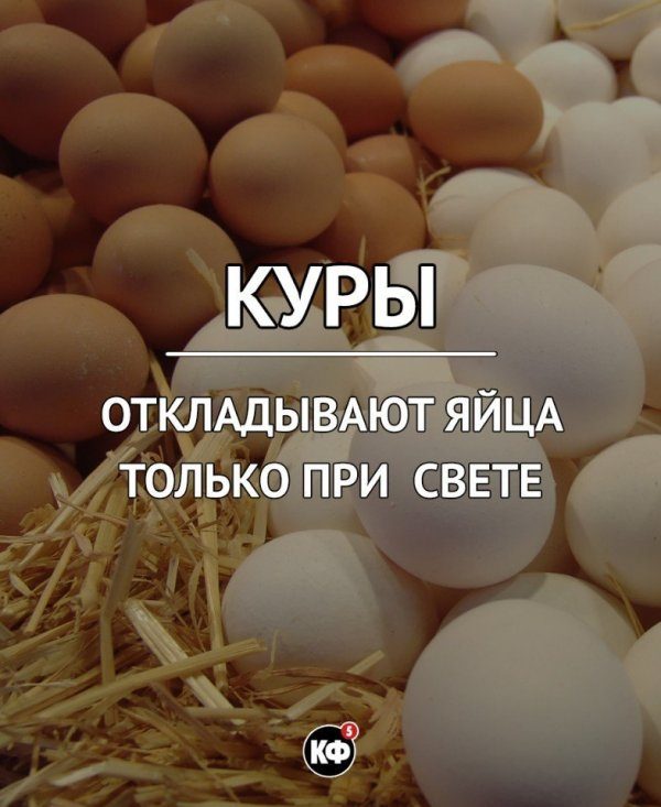 Факты, о которых вы не знали.