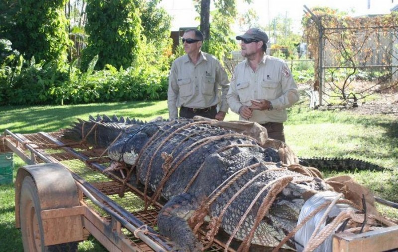 Гигантского крокодила в Австралии поймали спустя 8 лет