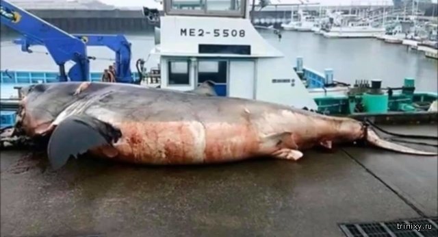 Рыбак из Японии словил гигантсую белую акулу