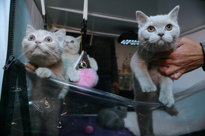 В Китае начинают массовую продажу клонированных котов