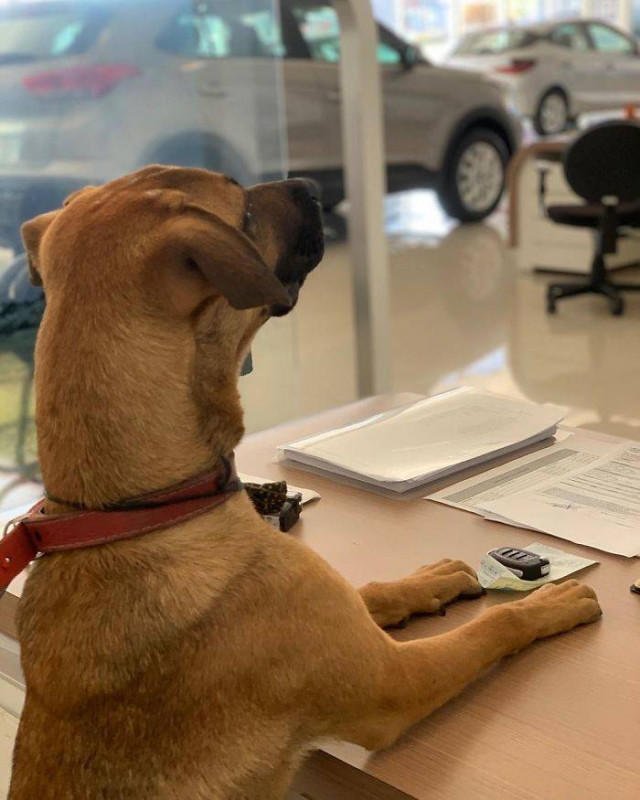 Бродячую собаку взяли на работу в автосалон