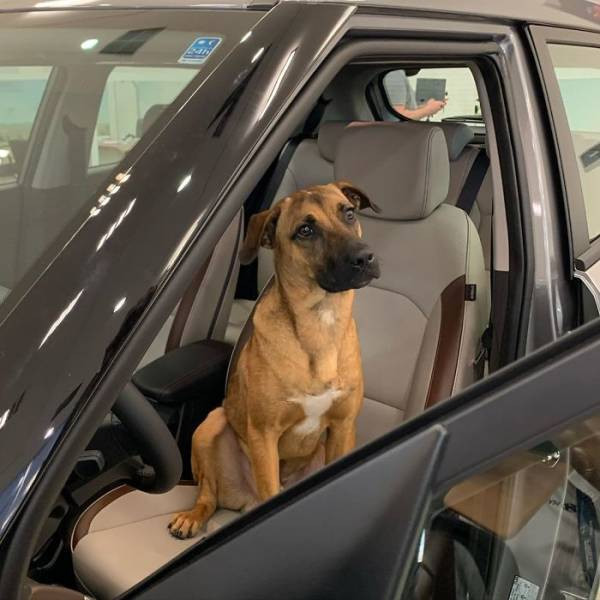 Бродячую собаку взяли на работу в автосалон