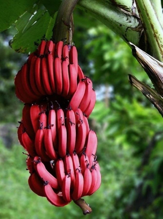Необычные бананы, которые удивляют